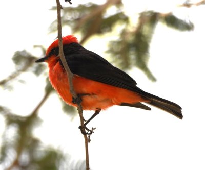 Male Vermilion Flycatcher