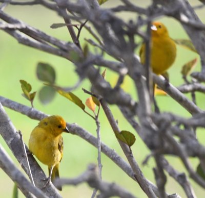 Saffron Finches