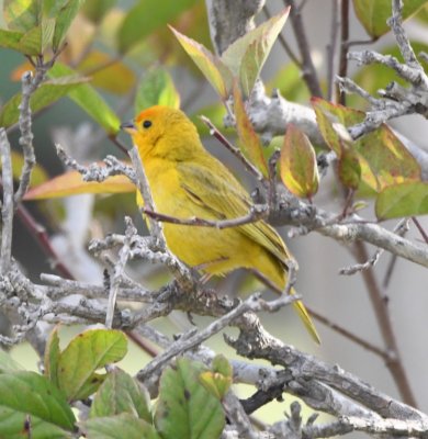 Saffron Finch