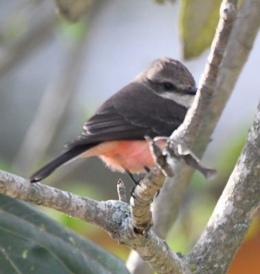 Female Vermilion Flycatcher