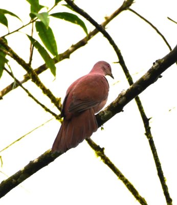 Ruddy Pigeon