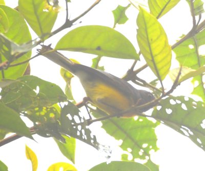 Slate-throated Whitestart