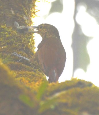 Lineated Foliagegleaner