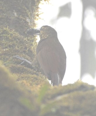 Lineated Foliagegleaner