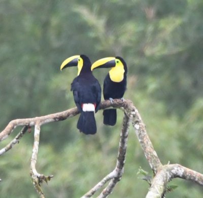 Chocó Toucans