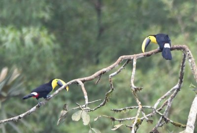 Chocó Toucans