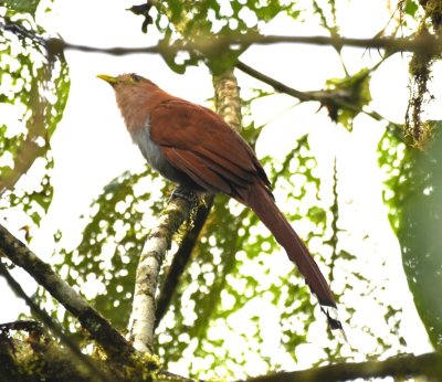 Squirrel Cuckoo at Milpe Bird Sanctuary