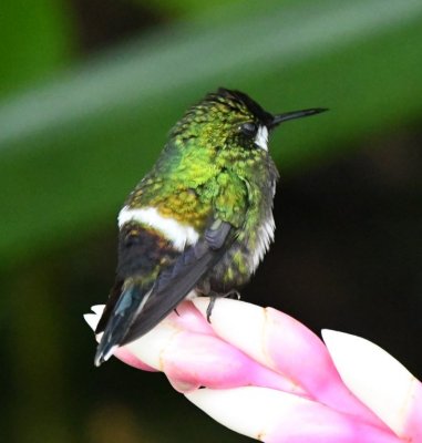 Female Green Thorntail