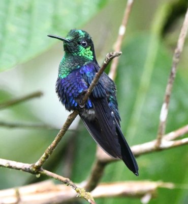 Green-crowned Woodnymph