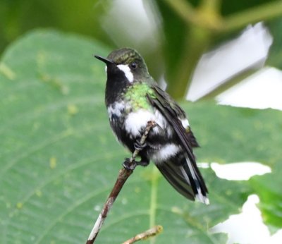 Female (leucistic?) Green Thorntail