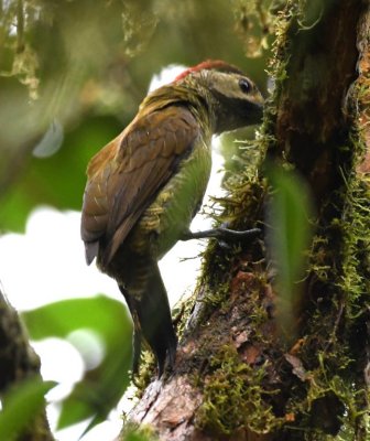 Female Golden-olive Woodpecker
on the grounds at Séptimo Paraiso Lodge