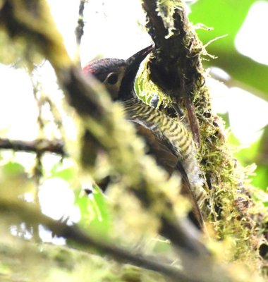 Golden-olive Woodpecker