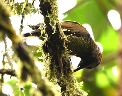 Golden-olive Woodpecker