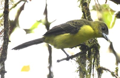 Female Flame-rumped Tanager