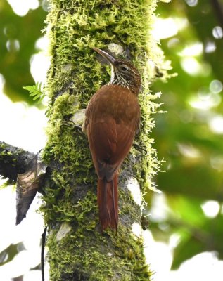 Montane Woodcreeper