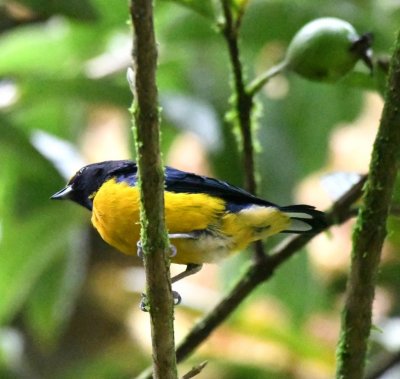 Orange-bellied Euphonia