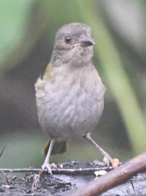 Dusky Bush-Tanager