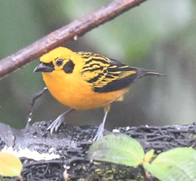 Golden Tanager