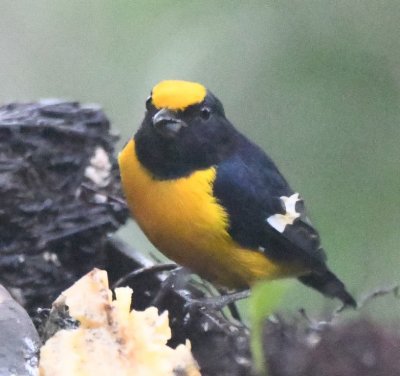 Orange-bellied Euphonia
