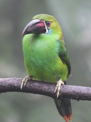 Scarlet-rumped Toucanet
