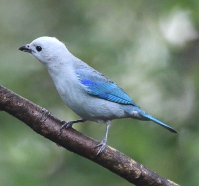 Blue-Gray Tanager