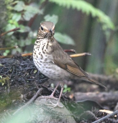Swainson's Thrush