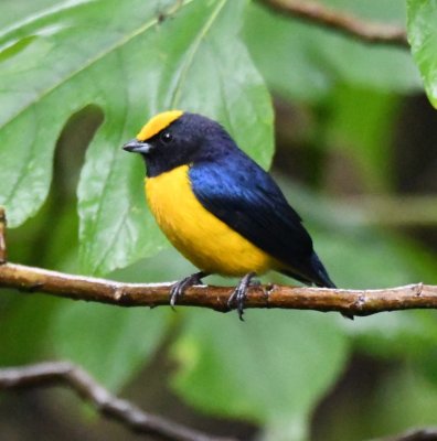 Orange-bellied Euphonia