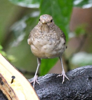 Ecuadorian Thrush