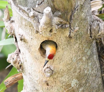 Hoffmann's Woodpecker
poking its head out of a nest hole