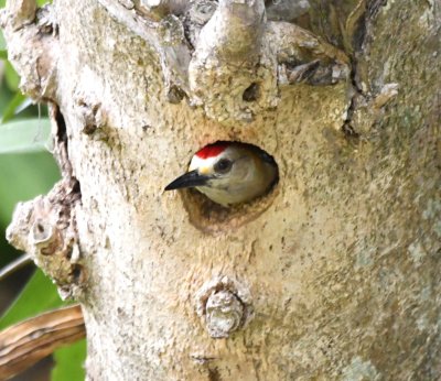 Male Hoffmann's Woodpecker
