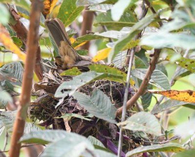 Tail of a Clay-colored Thrush sitting on a nest