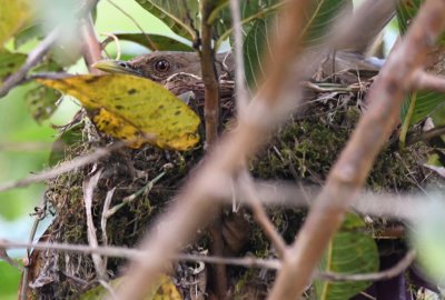 Head of the same Clay-colored Thrush on a nest