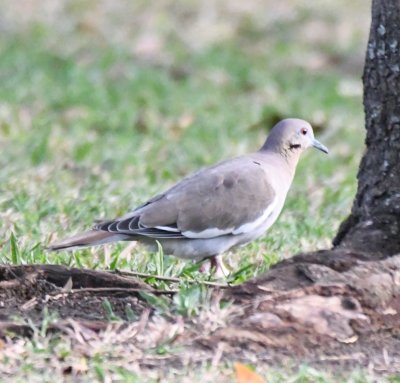 White-winged Dove
on the grass at Bougainvillea Hotel
