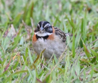 Rufous-collared Sparrow on our pre-breakfast/pre-departure walk
Bougainvillea Hotel, San José, Costa Rica