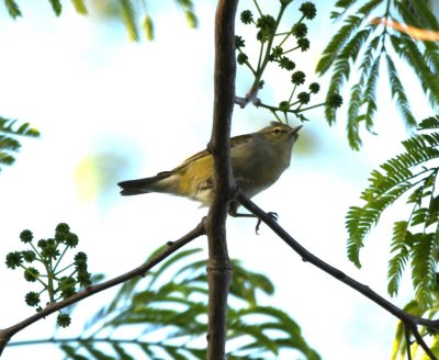 Tennessee Warbler
Bougainvillea Hotel, San José, Costa Rica