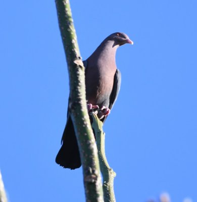 Red-billed Pigeon
Bougainvillea Hotel, San José, Costa Rica