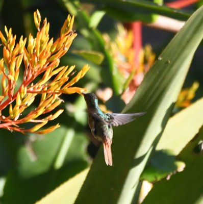 Rufous-tailed Hummingbird at flower
Bougainvillea Hotel, San José, Costa Rica