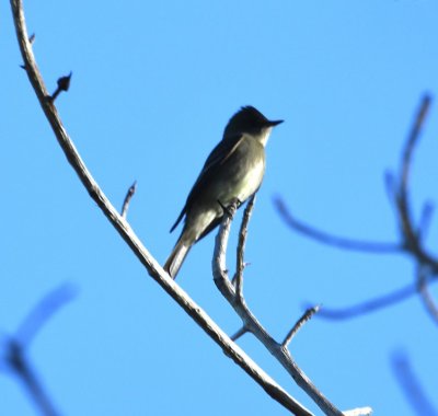 Western Wood-Pewee
Bougainvillea Hotel, San José, Costa Rica