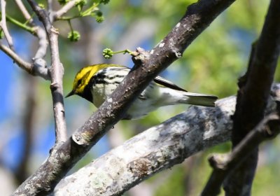 Black-throated Green Warbler
Bougainvillea Hotel, San José, Costa Rica