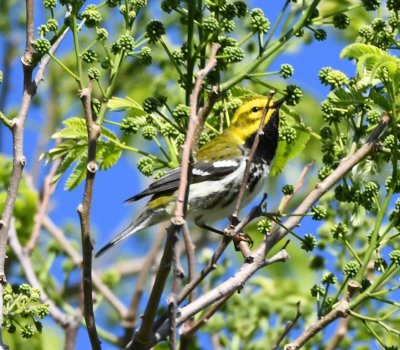 Black-throated Green Warbler
Bougainvillea Hotel, San José, Costa Rica