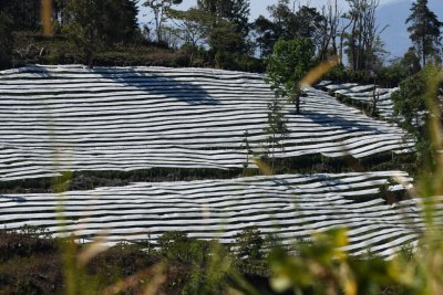 Tomato plants growing under protective coverings
along Highway 126, Heredia Province, Costa Rica