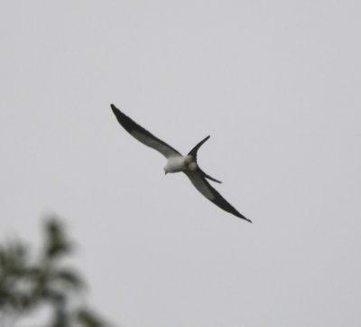 Underside of Swallow-tailed Kite
Fresas del Volcán #3, Heredia, Costa Rica