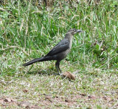 Female Great-tailed Grackle with nesting material
Fresas del Volcán #3, Heredia, Costa Rica
