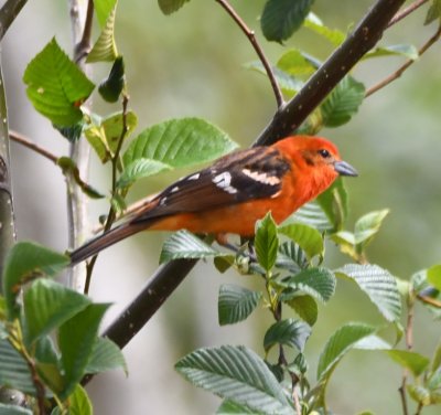 Male Flame-colored Tanager
Fresas del Volcán #3, Heredia, Costa Rica,
where we stopped for a bathroom break and souvenirs