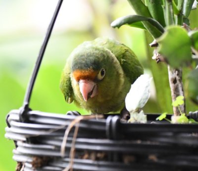 Pet Orange-fronted Parrot at
Cinchona--Mirador La Cascada, Alajuela, Costa Rica
it occurs naturally in a different region