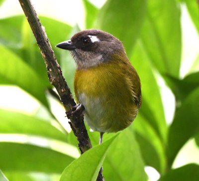 Common Chlorospingus
Cinchona--Mirador La Cascada, Alajuela, Costa Rica
