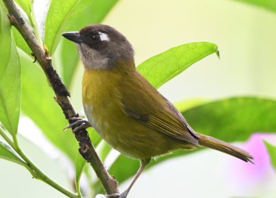 Common Chlorospingus
Cinchona--Mirador La Cascada, Alajuela, Costa Rica