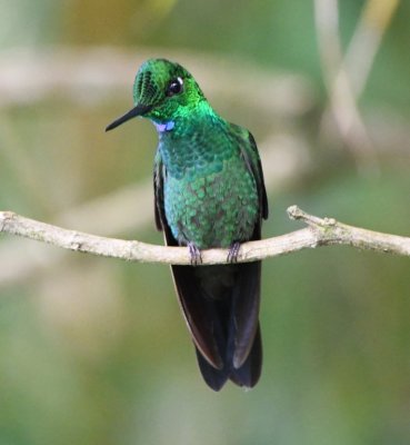Male Green-crowned Brilliant hummingbird
Cinchona--Mirador La Cascada, Alajuela, Costa Rica