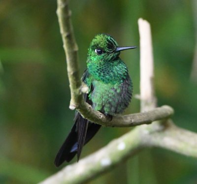 Male Green-crowned Brilliant hummingbird
Cinchona--Mirador La Cascada, Alajuela, Costa Rica