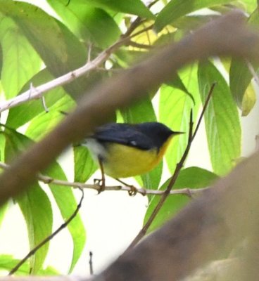 Tropical Parula
Cinchona--Mirador La Cascada, Alajuela, Costa Rica